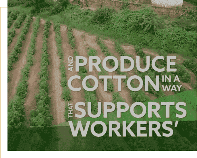 Sustainable Cotton Farming Projects