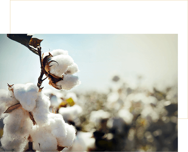 Sustainable Sourcing & Cotton Farming Projects